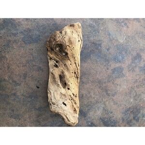 Natural Driftwood for Plants Terrarium Taxidermy Art Projects